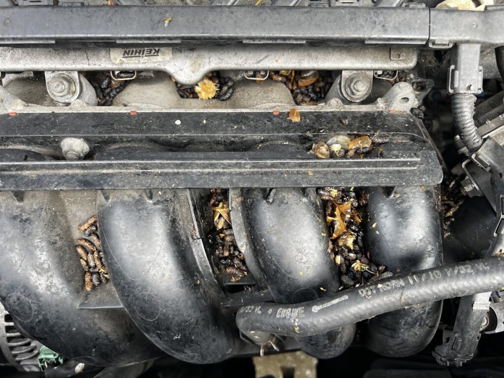 Car engine bay in Orlando before cleaning, with rodent droppings and debris